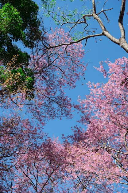 View of sakura blooming on mountain surrounded by green tree with blue sky background 