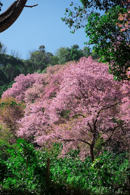 View of sakura blooming on mountain surrounded by green tree with blue sky background 