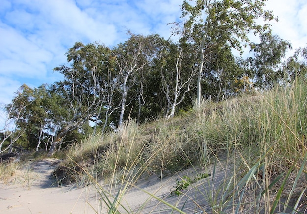 view of a sand dune with a strip of grass and trees the Baltic Sea and the sky