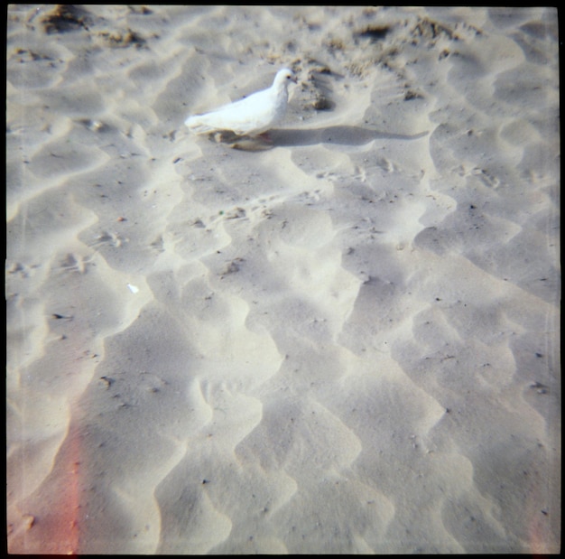 Foto la vista della spiaggia sabbiosa