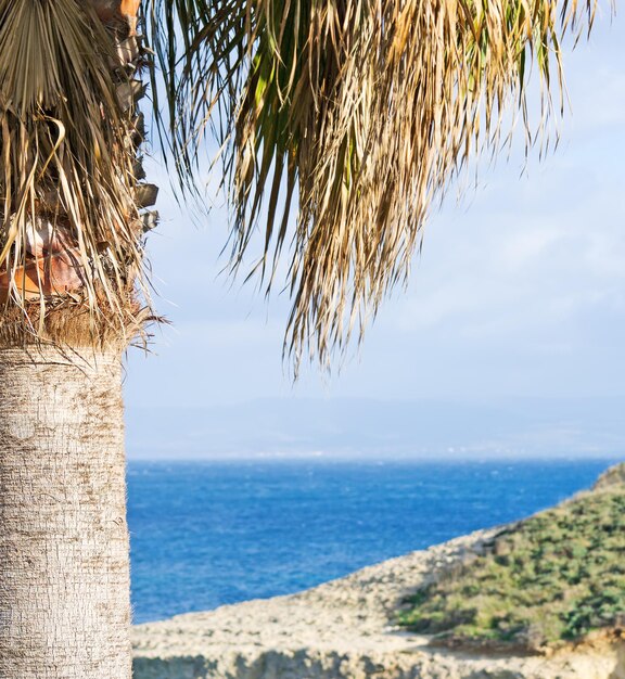 View of Sardinia sea through palm tree