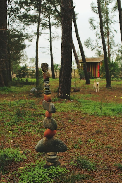 Foto veduta della scultura sul campo