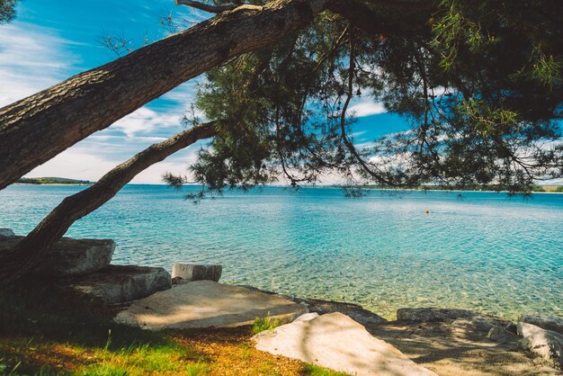 Vista della spiaggia del mare con l'albero che fa la carta da parati delle vacanze estive dell'ombra