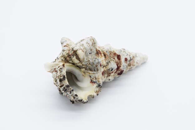 View of a sea shell on a white background