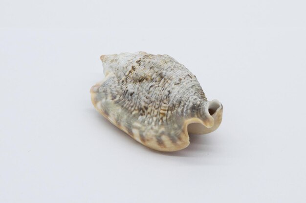 View of a sea shell on a white background