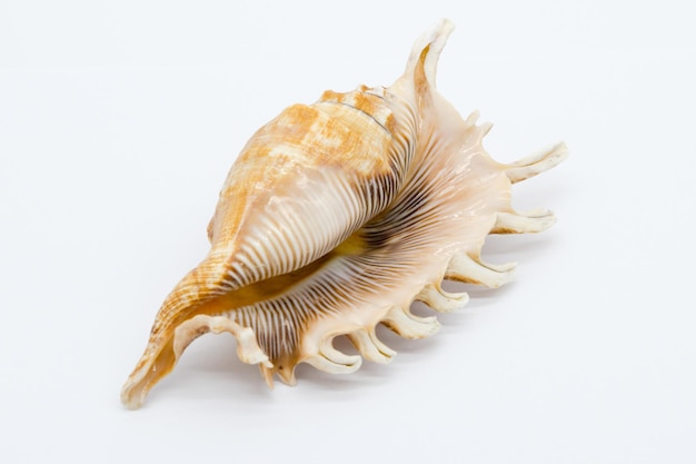 View of a sea shell on a white background