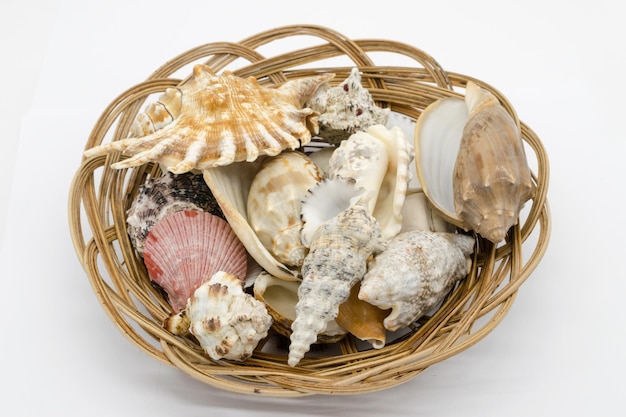 View of a sea shell on a white background