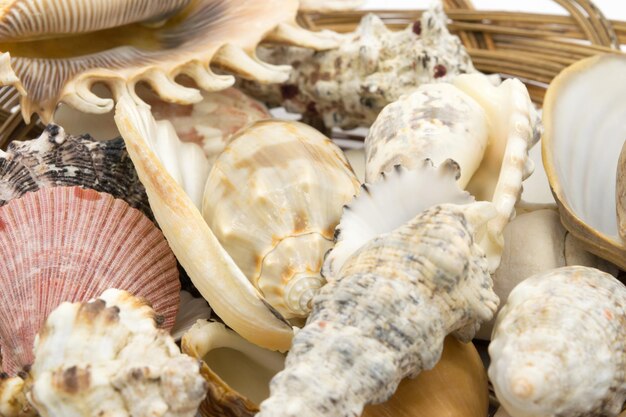 View of a sea shell on a white background