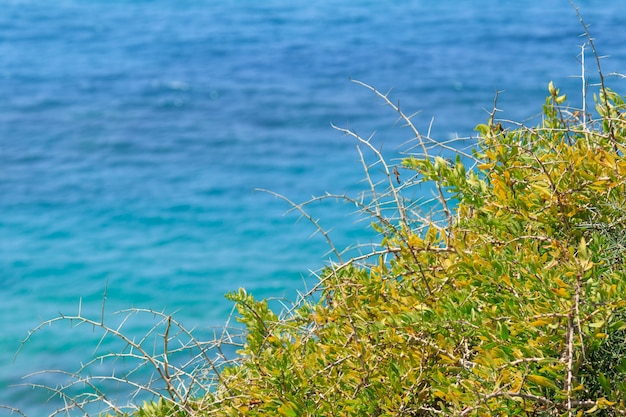 View of the sea through a thorny bush
