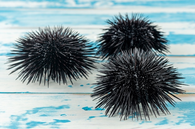 View of sea urchins on wooden background.