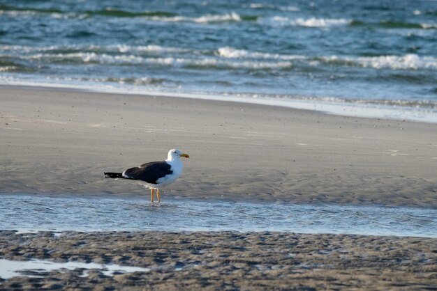 Photo view of seagull on beach