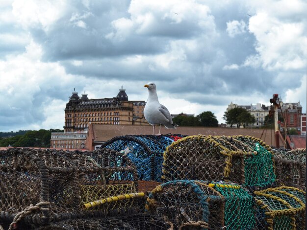 View of seagull perching against cloudy sky