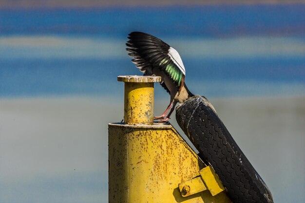 Foto veduta di un gabbiano su un palo di legno