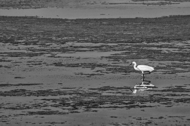 Photo view of seagulls on beach