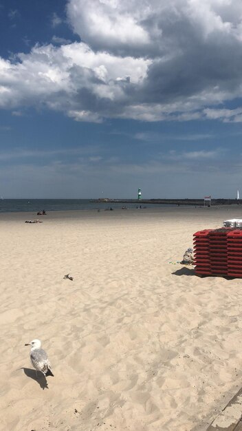 View of seagulls on beach