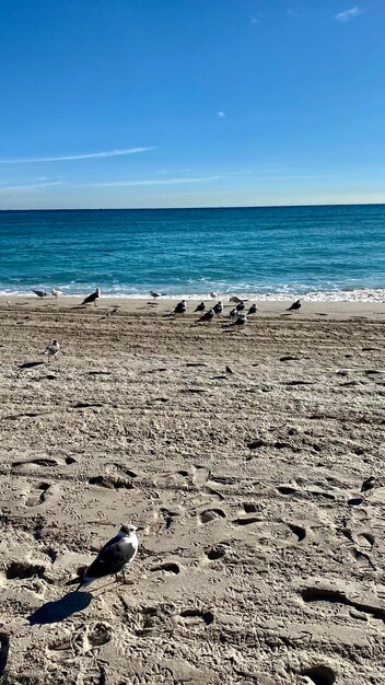 View of seagulls on beach