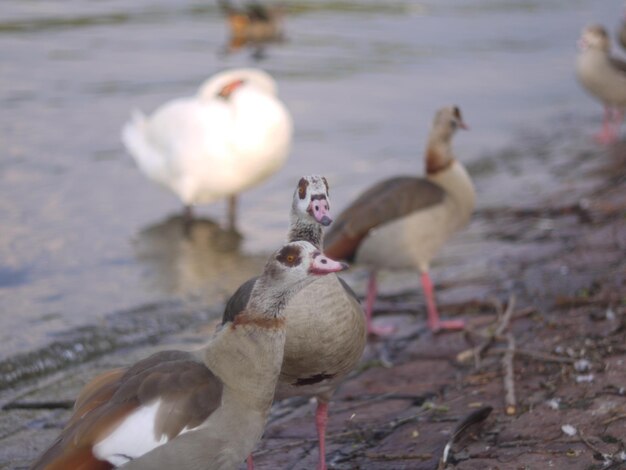 Photo view of seagulls on lakeshore