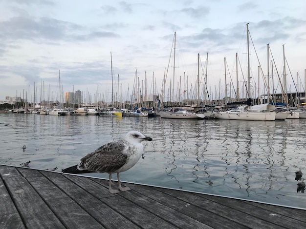 Photo view of seagulls on pier at harbor