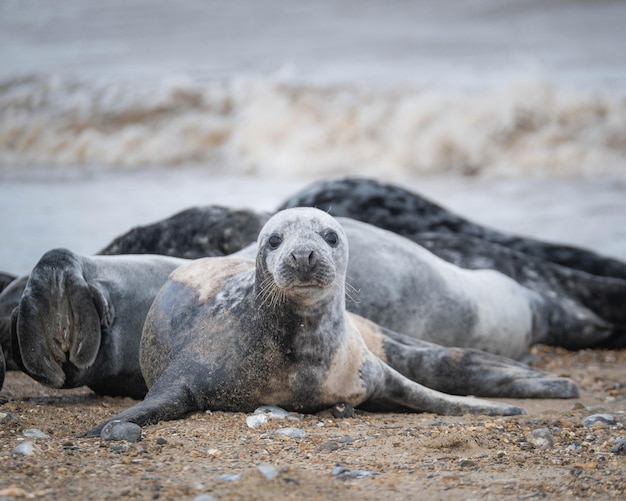 View of seal relaxing on beach