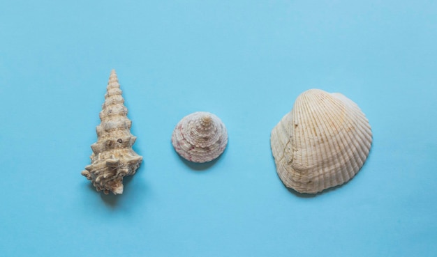 View of seashell on sea against blue background