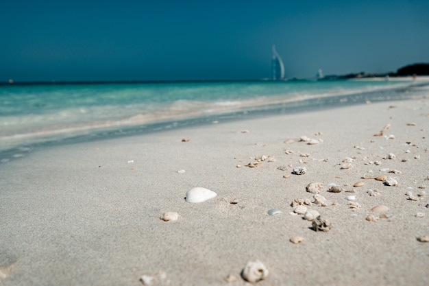 Вид на ракушки на пляже у моря