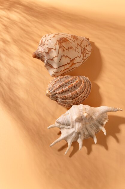 view of seashells on a brown background