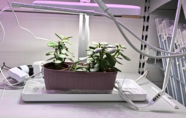 Photo view of seedlings in trays under the light of a lamp