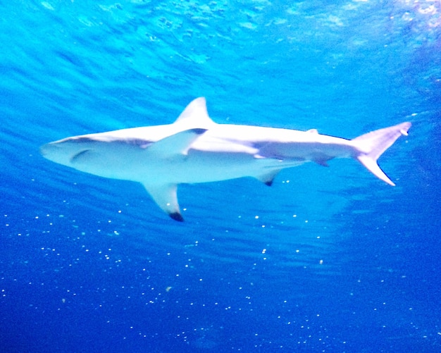 View of shark in the sea