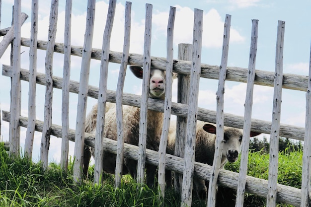 Photo view of sheep by fence on field