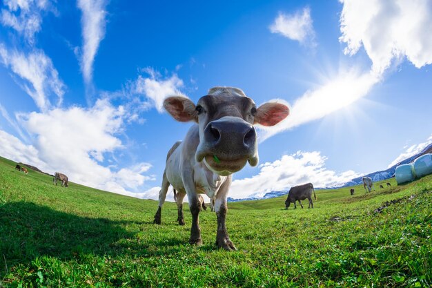 View of sheep on field against sky