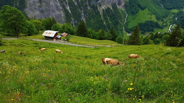 View of sheep on field against trees