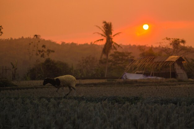 View of a sheep on field during sunset