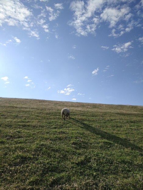 Photo view of a sheep on field