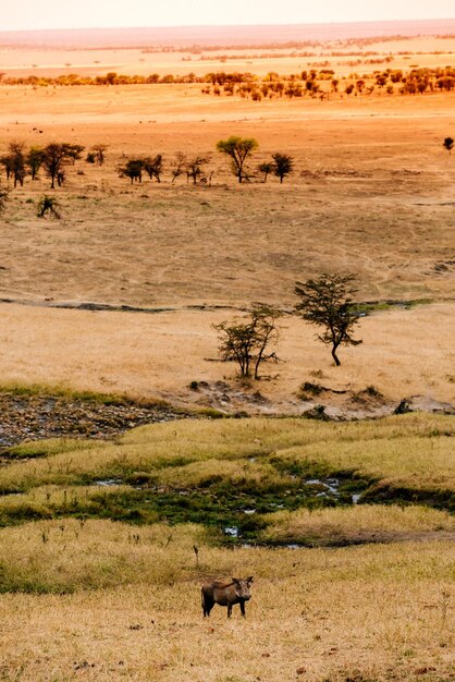 Foto veduta delle pecore sul campo