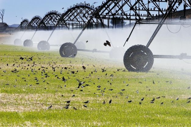 Foto veduta delle pecore sul campo