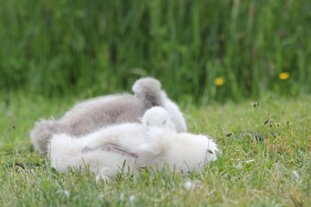 Photo view of a sheep on field