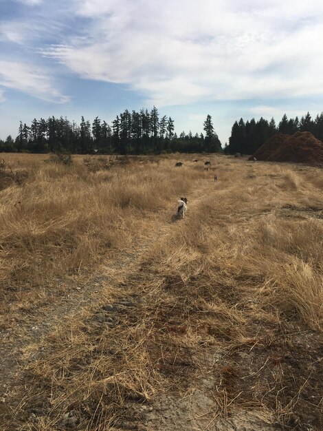 Photo view of sheep on field