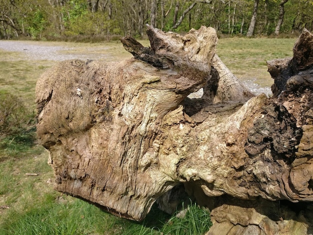 Photo view of sheep on field