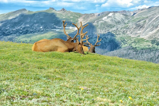 Foto veduta delle pecore sul campo