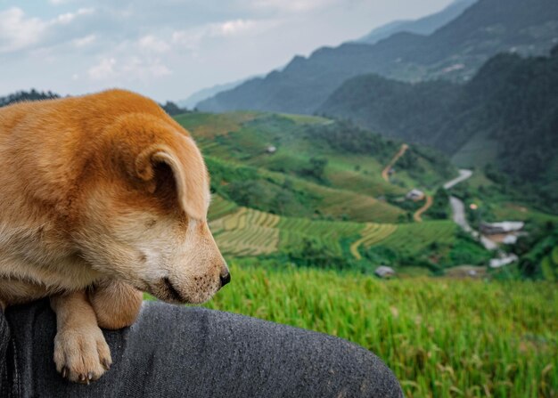 View of a sheep on a field