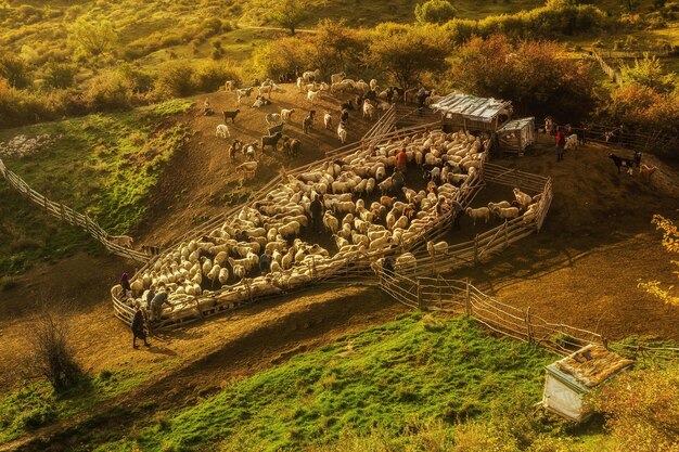 Foto veduta delle pecore sul campo