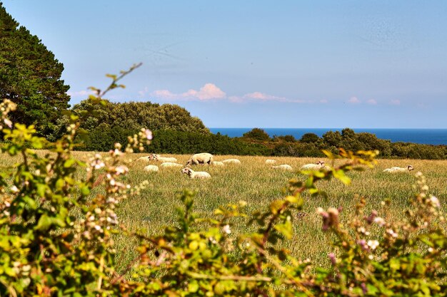 Foto veduta delle pecore sul campo