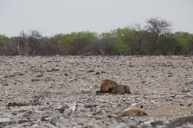 Photo view of sheep on field