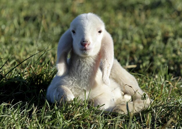 Photo view of sheep on field