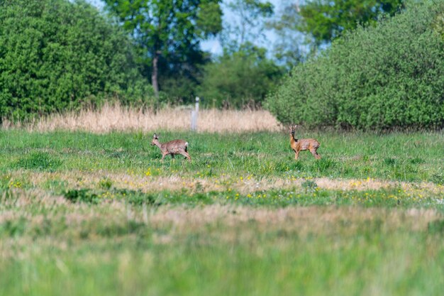 View of sheep on grassy field