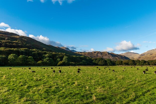 View of sheep grazing in field