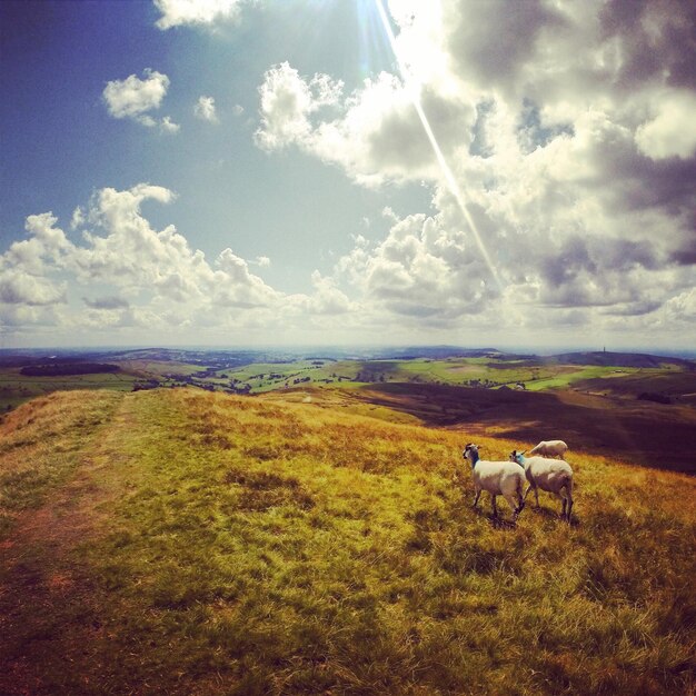 Photo view of sheep grazing in field