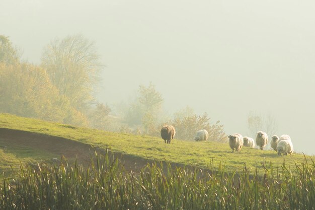 Foto veduta di pecore che pascolano nel campo