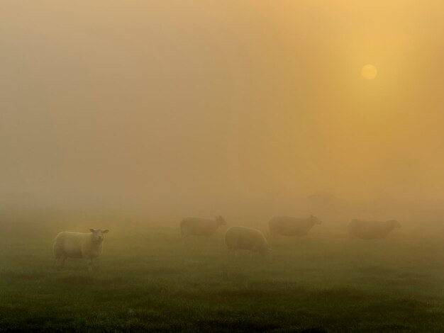 View of sheep grazing in field