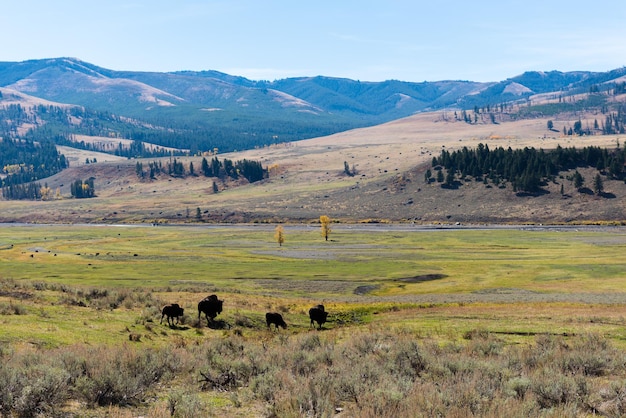 View of sheep grazing in field